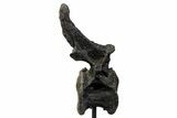 Sauropod (Barosaurus) Caudal Vertebra w/ Metal Stand - Wyoming #334648-3